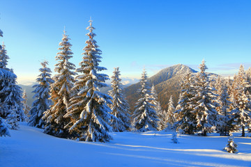 On the lawn covered with snow the nice trees are standing poured with snowflakes in frosty winter day.