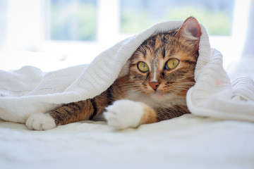 cat lies on a white bed in a white plaid