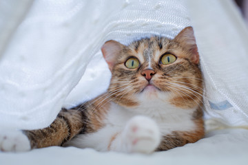 cat lies on a white bed in a white plaid