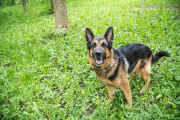 Dog German Shepherd in a forest in a summer