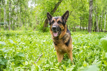 Dog German Shepherd in a forest in a summer