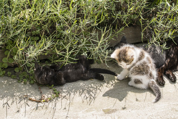 Fototapeta premium Three kittens play outside on concrete.
