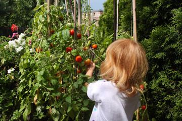 dziecko zrywające soczyste pomidory - obrazy, fototapety, plakaty