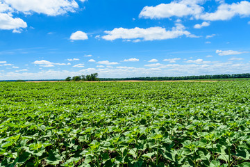 Fototapeta na wymiar Field of the young unripe sunflowers under blue sky and clouds