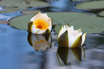 flower of water lily