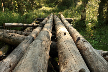 walk in forests