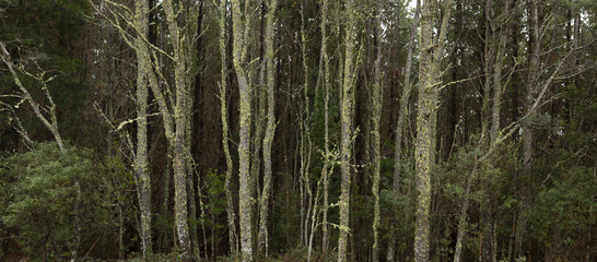 Native forest north east Tasmania