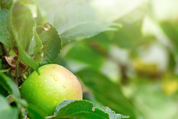 Obraz premium Ripened juicy and delicious apples on a branch after the rain