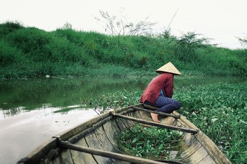 woman collecting food ingredients in a canoe on a small channel at rural vietnam