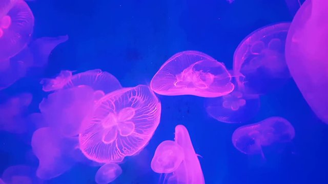 4K. group of fluorescent pink jellyfish swimming in Aquarium pool. transparent jellyfish underwater footage with glowing medusa moving around in the water. marine life wallpaper background.