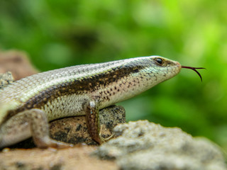 the glossy lizard 