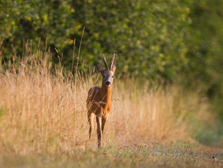 Male Roe deer, a roebuck, in dry grass near the forest edge