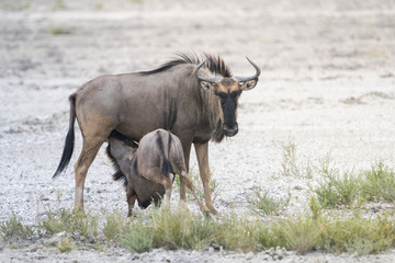 Naklejka na ściany i meble Wildebeest at the namibian landscape