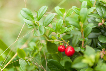 Autumn lingonberry branch, cowberry bush close-up.