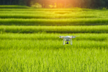 Drone flying over green wheat field in spring. Technology innovation in agricultural industry Asia