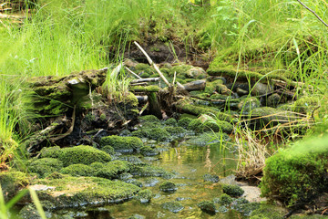 Fototapeta na wymiar mossy forest stream