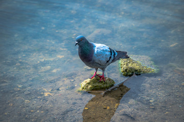 Pigeon in water