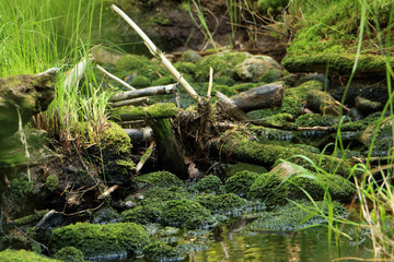 mossy forest stream