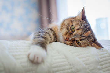 cat lies on a white blanket and pulls the paw forward for the game