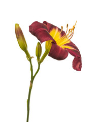 Purple  hemerocallis  (daylily) Night Beacon © Olesia Sarycheva