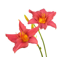 Pink  hemerocallis  (daylily)