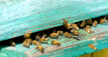 Life of Worker Bees. The Bees Bring Honey