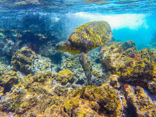 Turtle in the reef