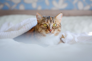 cat is lying on a white bed and is resting