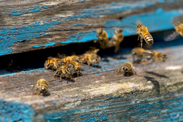 Life of Worker Bees. The Bees Bring Honey