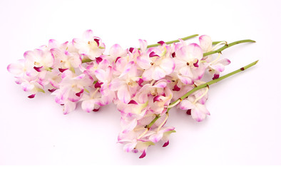 Various flowers with white backdrop.