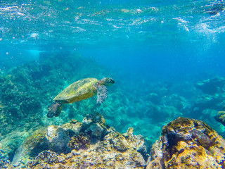 Naklejka na ściany i meble Turtle in the reef