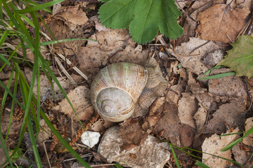 Roman snail on dry leaves