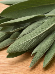 ハーブ　セージ