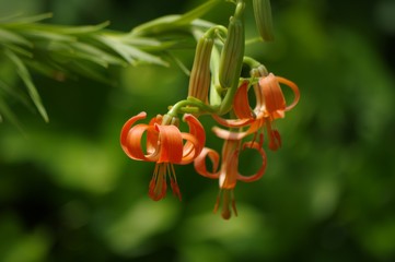 菅百・野姫百合　Lilium callosum