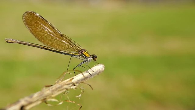 libellule sur une brindille de bois