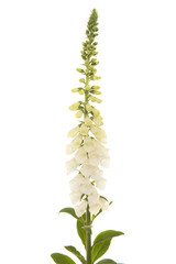 White blooming foxglove flower isolated on a white background © Elles Rijsdijk