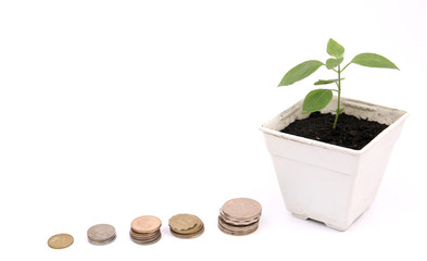 Trees and coins against a white backdrop.