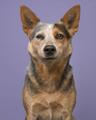 Portrait of an australian cattle dog on a purple background looking content and smiling