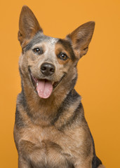 Portrait of an australian cattle dog smiling at the camera with mouth open en tongue out on an orange background