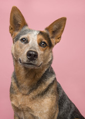 Portrait of a cute australian cattle dog smiling at the camera on a pink background