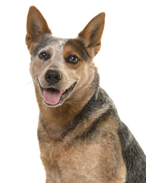 Portrait of a cute australian cattle dog looking at the camera with mouth open on a white background