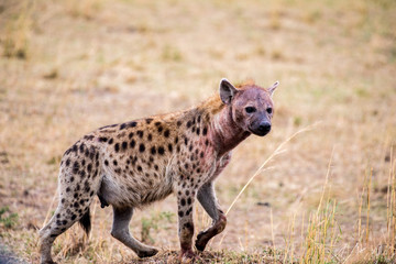 hyena