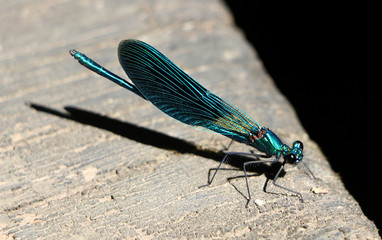 Croatian nature and insects