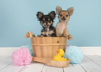 Two cute chihuahua puppies in a wooden sauna bucket in a bathroom setting with blue background