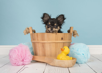 Cute chihuahua puppy in a wooden sauna bucket in a bathroom setting with blue background
