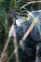 Closeup and Selective focus front view of Greater One-Horned Rhinoceros living along tall alluvial grassland, Kaziranga, India.