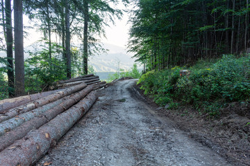 Cycling in Nature Forest on a rainy day. Road in Forest nature. Green forest road. Nature. Road. Natural environment.