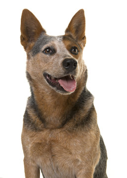 Portrait of a cute australian cattle dog looking up with mouth open on a white background in a vertical image
