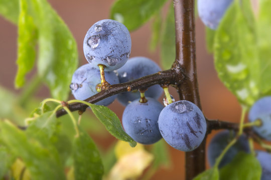 Schlehen in Nahaufnahme