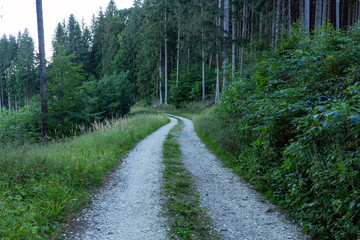 Cycling in Nature Forest on a rainy day. Road in Forest nature. Green forest road. Nature. Road. Natural environment.